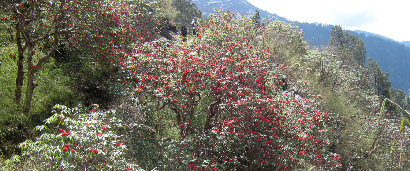 Shivapuri Trekking